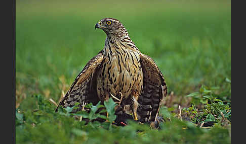 Habicht (Accipiter gentilis)