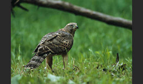 Habicht (Accipiter gentilis)