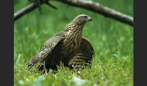 Habicht (Accipiter gentilis)