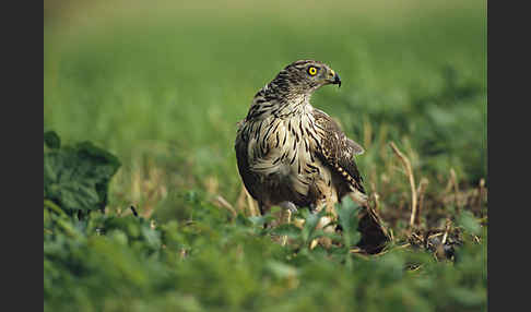 Habicht (Accipiter gentilis)