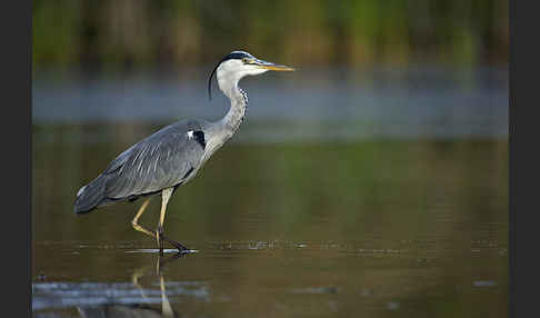 Graureiher (Ardea cinerea)