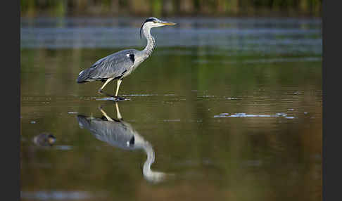 Graureiher (Ardea cinerea)