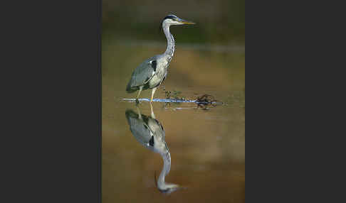 Graureiher (Ardea cinerea)