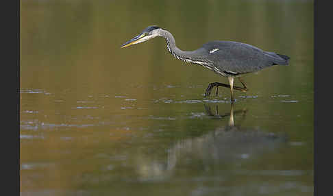 Graureiher (Ardea cinerea)