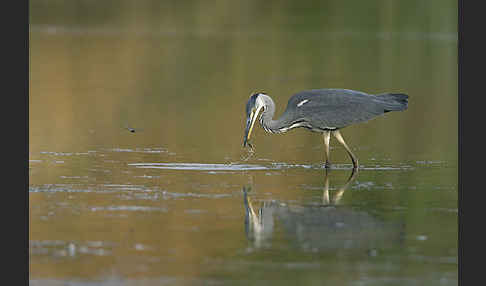 Graureiher (Ardea cinerea)