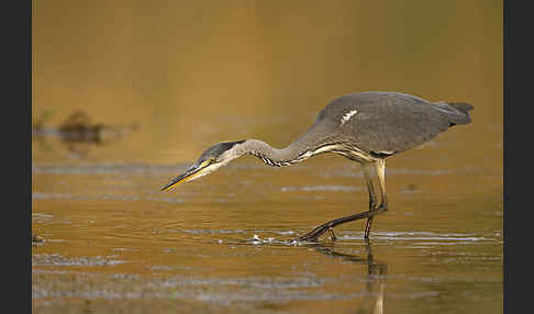 Graureiher (Ardea cinerea)