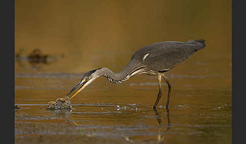 Graureiher (Ardea cinerea)