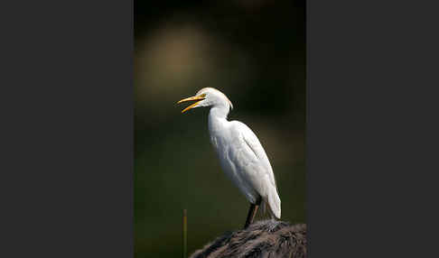 Kuhreiher (Bubulcus ibis)