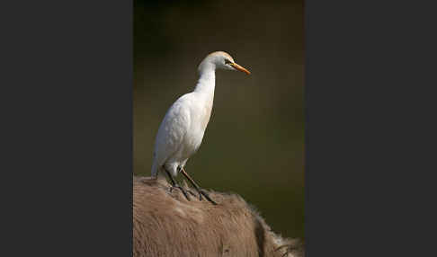 Kuhreiher (Bubulcus ibis)