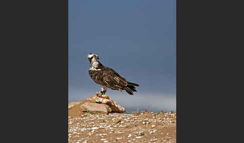 Fischadler (Pandion haliaetus)