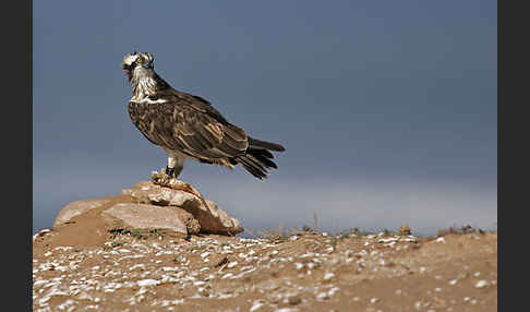 Fischadler (Pandion haliaetus)