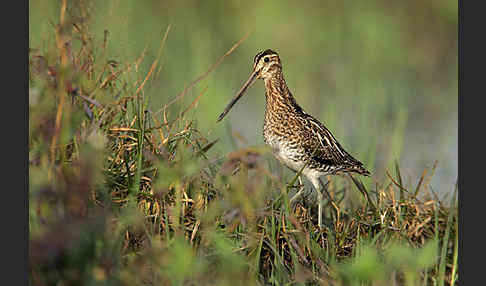 Bekassine (Gallinago gallinago)