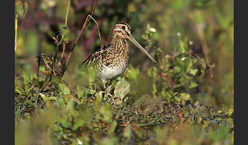 Bekassine (Gallinago gallinago)