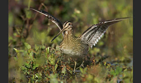 Bekassine (Gallinago gallinago)