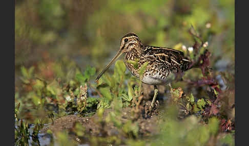 Bekassine (Gallinago gallinago)