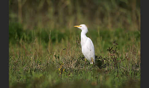 Kuhreiher (Bubulcus ibis)