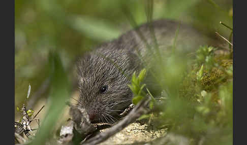 Levante-Wühlmaus (Microtus guentheri)