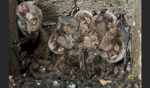 Wasserfledermaus (Myotis daubentoni)