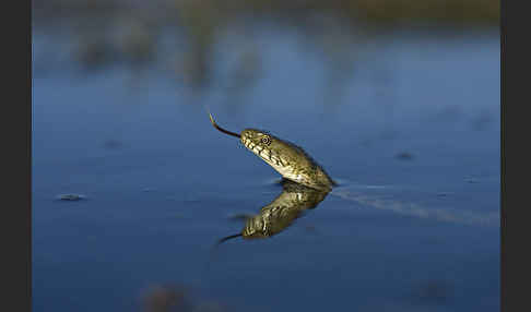 Würfelnatter (Natrix tesselata)