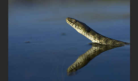 Würfelnatter (Natrix tesselata)