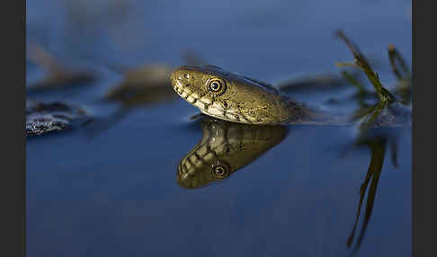 Würfelnatter (Natrix tesselata)