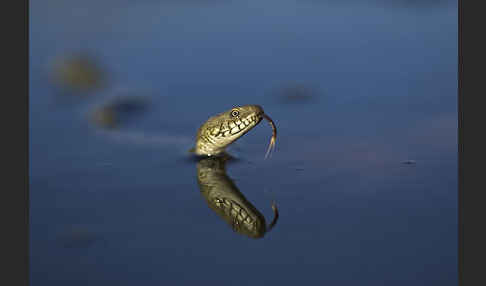 Würfelnatter (Natrix tesselata)