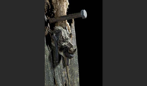 Zweifarbfledermaus (Vespertilio murinus)