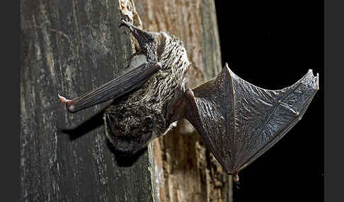 Zweifarbfledermaus (Vespertilio murinus)