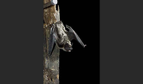 Zweifarbfledermaus (Vespertilio murinus)