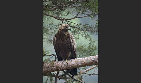 Steinadler (Aquila chrysaetos)