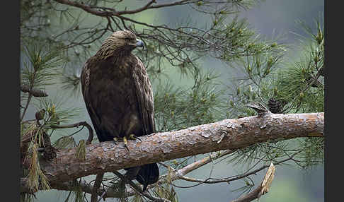 Steinadler (Aquila chrysaetos)