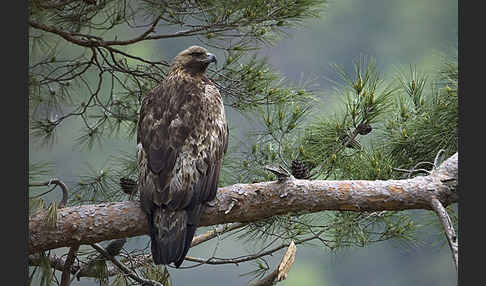 Steinadler (Aquila chrysaetos)