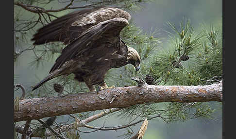 Steinadler (Aquila chrysaetos)