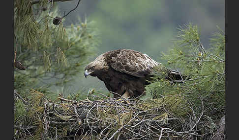 Steinadler (Aquila chrysaetos)