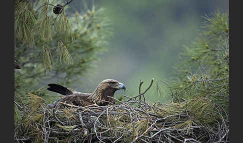 Steinadler (Aquila chrysaetos)