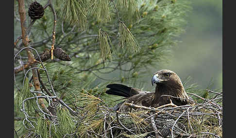 Steinadler (Aquila chrysaetos)