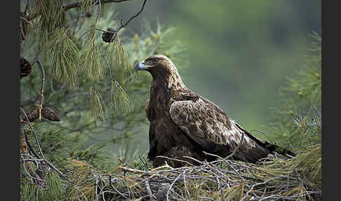 Steinadler (Aquila chrysaetos)