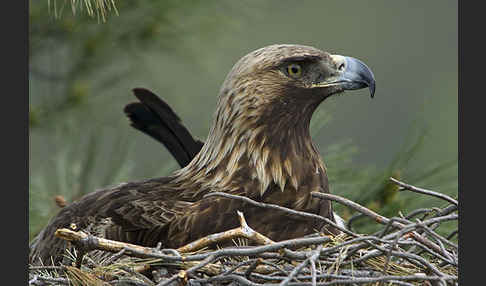 Steinadler (Aquila chrysaetos)