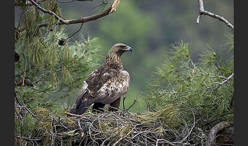 Steinadler (Aquila chrysaetos)