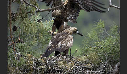 Steinadler (Aquila chrysaetos)