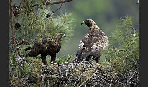 Steinadler (Aquila chrysaetos)