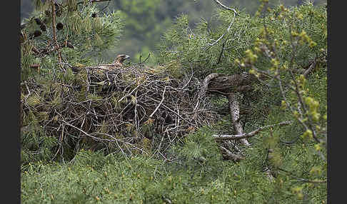 Steinadler (Aquila chrysaetos)