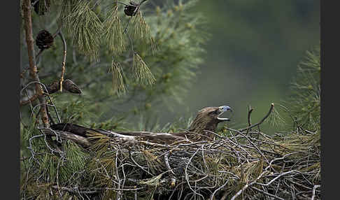 Steinadler (Aquila chrysaetos)