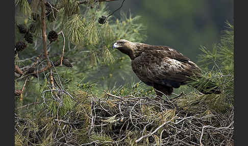 Steinadler (Aquila chrysaetos)