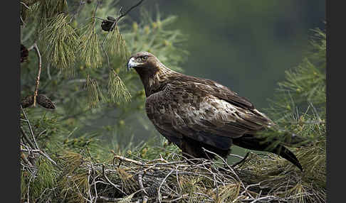 Steinadler (Aquila chrysaetos)