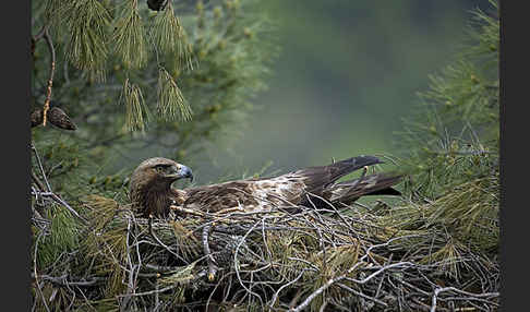 Steinadler (Aquila chrysaetos)