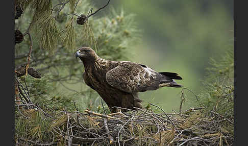 Steinadler (Aquila chrysaetos)