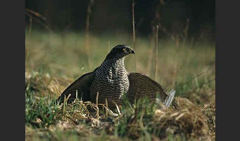 Habicht (Accipiter gentilis)