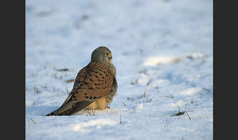 Turmfalke (Falco tinnunculus)