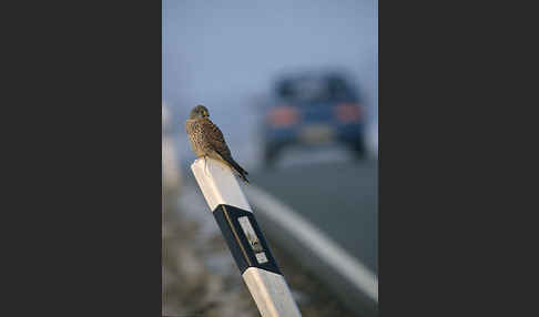 Turmfalke (Falco tinnunculus)